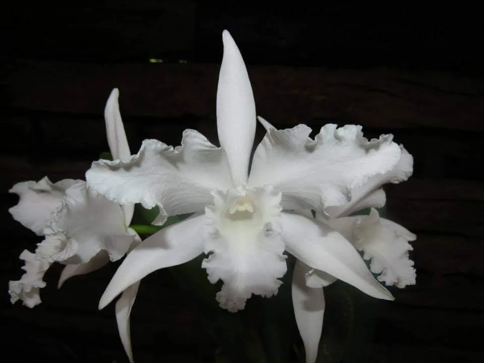 Laelia Lobata Alba