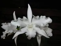 Laelia Lobata Alba
