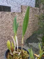 Laelia Lobata Alba - Foto 2