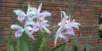 Laelia Purpurata Russeliana