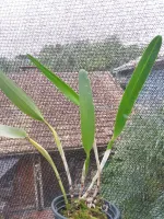Laelia Purpurata Russeliana - Foto 2
