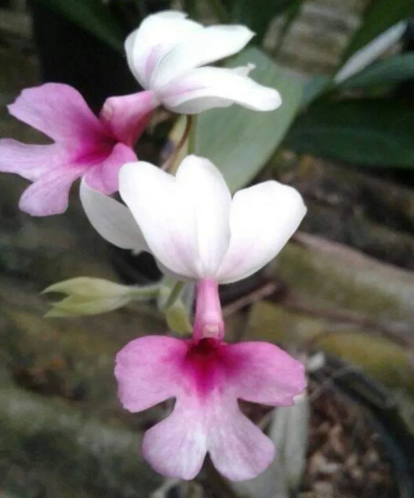 Calanthe Vestita Imagem