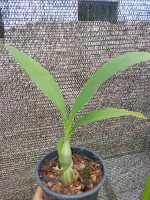 Calanthe Vestita - Foto 2