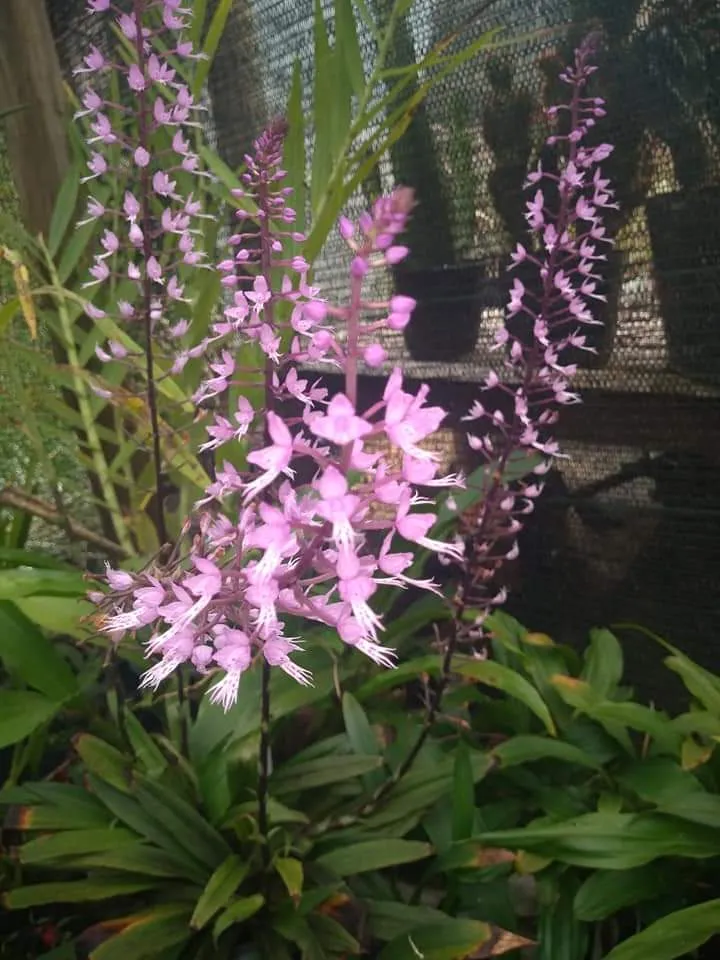 Stenoglottis Longifolia