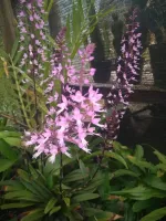 Stenoglottis Longifolia