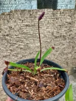 Stenoglottis Longifolia - Foto 2