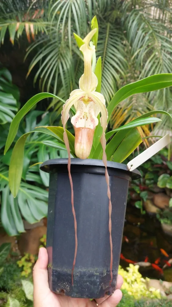 Phragmipedium Grandiflorum