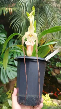 Phragmipedium Grandiflorum
