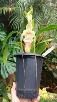 Phragmipedium Grandiflorum