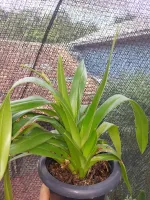 Phragmipedium Grandiflorum - Foto 2