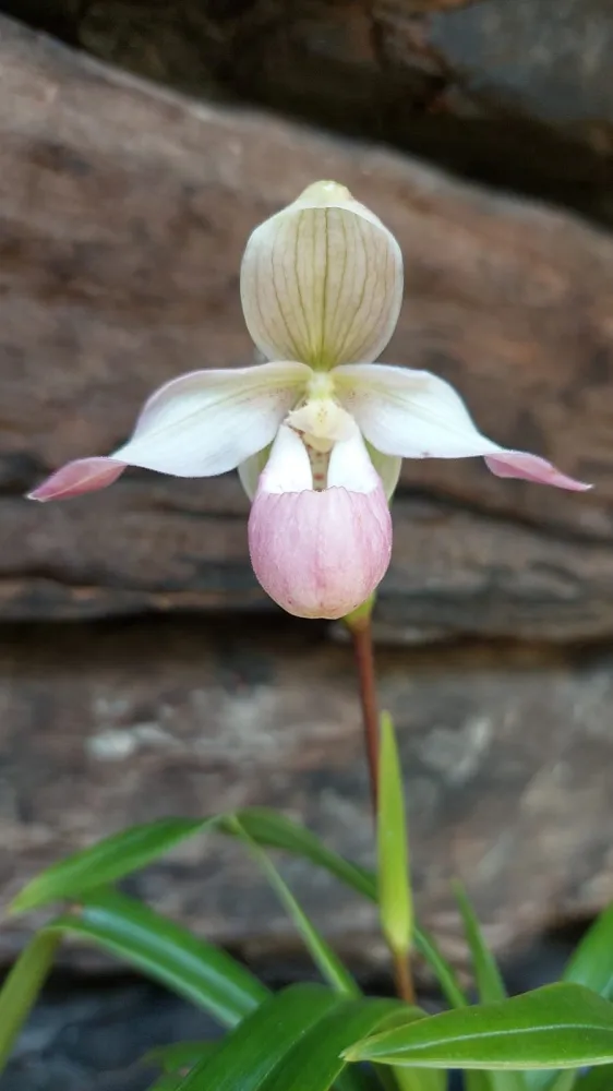 Phragmipedium Sedenii