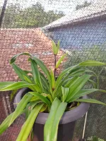 Phragmipedium Sedenii - Foto 2