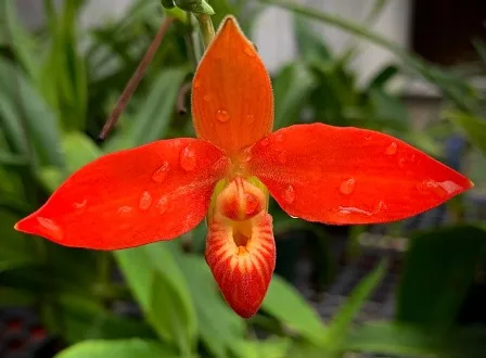 Phragmipedium Besseae