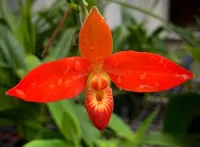 Phragmipedium Besseae