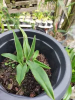 Phragmipedium Besseae - Foto 2