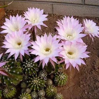 Echinopsis oxygona (colônia - vaso9)