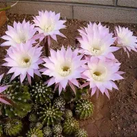 Echinopsis oxygona (colônia - vaso9)