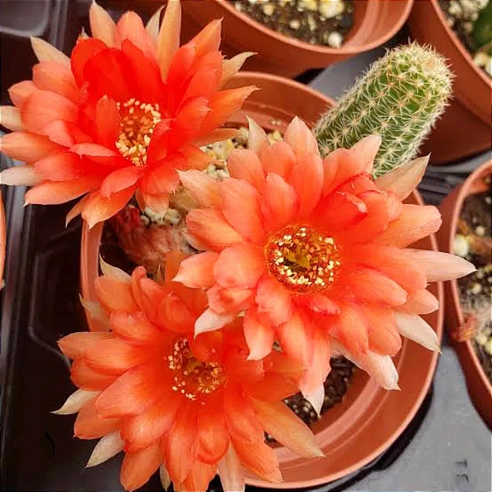Chamaelobivia (vermelho alaranjada - vaso11)