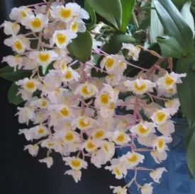 Dendrobium Amabile Imagem
