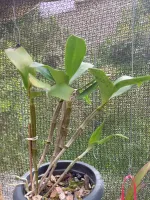 Dendrobium Amabile - Foto 2