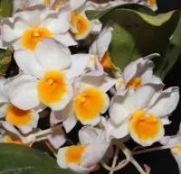 Dendrobium Robert