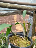 Dendrobium Robert - Foto 2