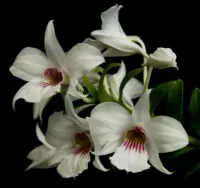 Dendrobium Sanderae
