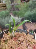 Dendrobium Sanderae - Foto 2