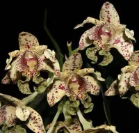 Dendrobium Tapinense