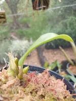 Dendrobium Tapinense - Foto 2