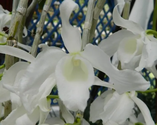 Dendrobium Anosmum Albo