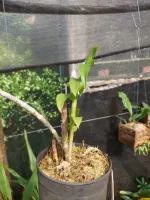Dendrobium Anosmum Albo - Foto 2