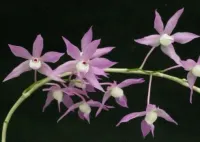 Dendrobium Hercoglossum