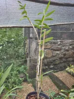 Dendrobium Hercoglossum - Foto 2