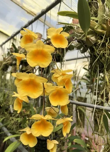 Dendrobium Agregatum Imagem