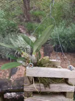 Dendrobium Agregatum - Foto 2