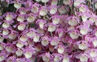 Dendrobium Pierardii