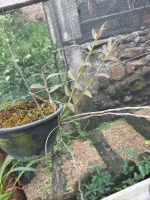 Dendrobium Pierardii - Foto 2