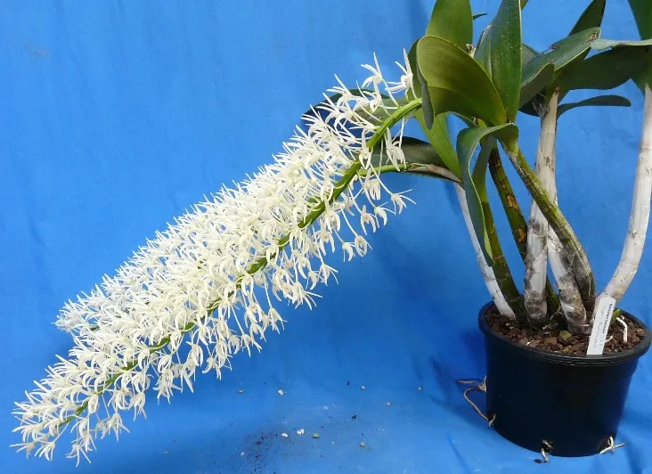 Dendrobium Speciosum