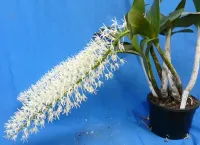 Dendrobium Speciosum