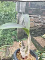 Dendrobium Speciosum - Foto 2