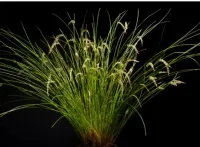 Dendrochillum Tenellum