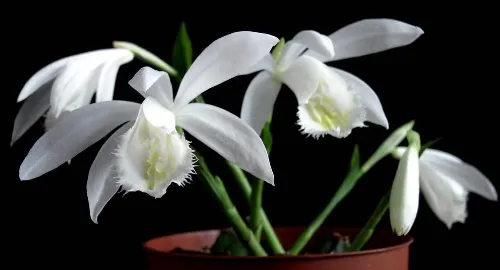 Pleione Formosana Alba