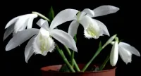 Pleione Formosana Alba