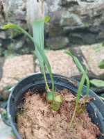 Pleione Formosana Alba - Foto 2