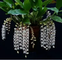 Pholidota Chinensis