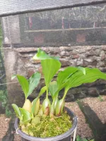 Pholidota Chinensis - Foto 2