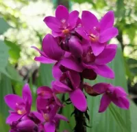 Spathoglottis Unguiculata