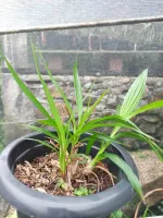 Spathoglottis Unguiculata - Foto 2