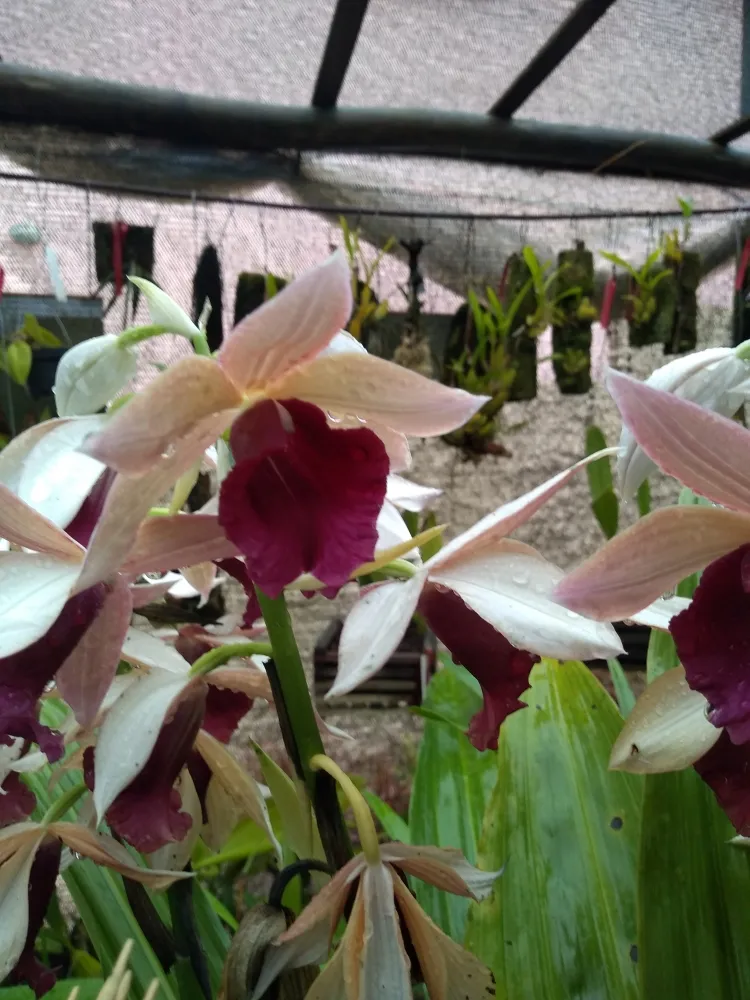 Phaius Microburst